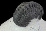 Bargain, Morocops Trilobite - Visible Eye Facets #92208-3